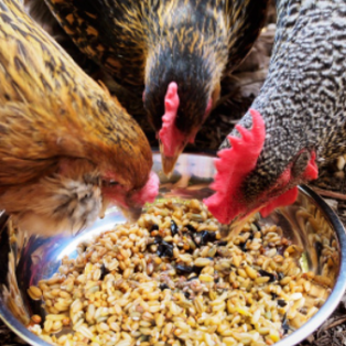 Peluang Usaha Pakan Ayam Dan Analisa Usahanya