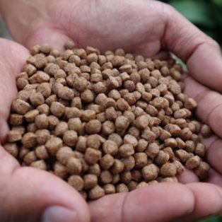 Peluang Usaha Pakan Ikan Dan Analisa Usahanya