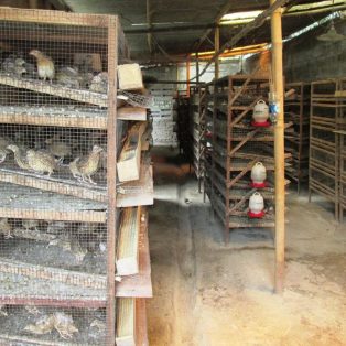 Peluang Usaha Ternak Puyuh dan Analisa Usahanya
