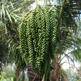 Peluang Usaha Budidaya Aren Dan Analisa Usahanya