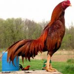 Peluang Usaha Budidaya Ayam Bangkok Dan Analisa Usahanya