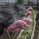 Peluang Usaha Budidaya Ayam Kalkun Dan Analisa Usahanya
