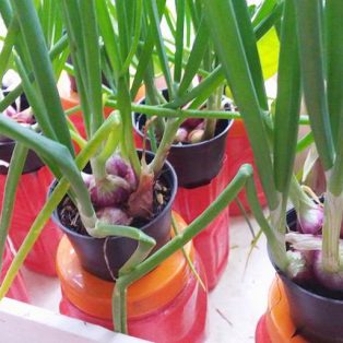 Peluang Usaha Budidaya Bawang Merah Dan Analisa Usahanya