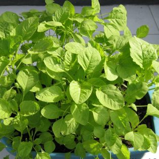 Peluang Usaha Budidaya Bayam Dan Analisa Usahanya