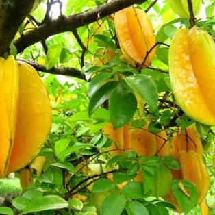 Peluang Usaha Budidaya Belimbing Dan Analisa Usahanya