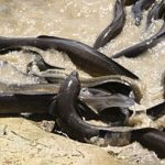 Peluang Usaha Budidaya Belut Dan Analisa Usahanya