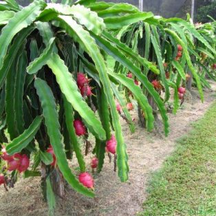 Peluang Usaha Budidaya Buah Naga Dan Analisa Usahanya