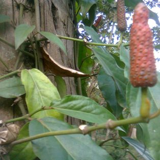 Peluang Usaha Budidaya Cabe Jawa Dan Analisa Usahanya