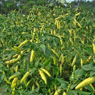 Peluang Usaha Budidaya Cabe Rawit Organik Dan Analisa Usahanya