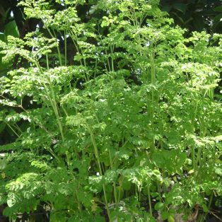 Peluang Usaha Budidaya Daun Kelor Dan Analisa Usahanya