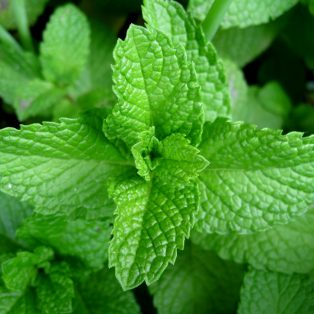 Peluang Usaha Budidaya Daun Mint Dan Analisa Usahanya