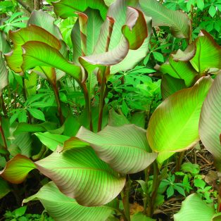 Peluang Usaha Budidaya Ganyong Dan Analisa Usahanya