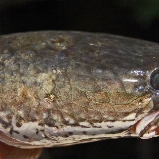 Peluang Usaha Budidaya Ikan Gabus Dan Analisa Usahanya