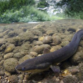 Peluang Usaha Budidaya Ikan Sidat Dan Analisa Usahanya