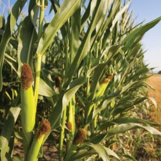 Peluang Usaha Budidaya Jagung Manis Dan Analisa Usahanya