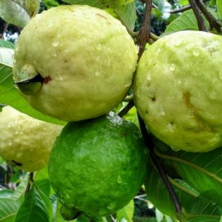 Peluang Usaha Budidaya Jambu Biji Dan Analisa Usahanya