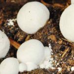 Peluang Usaha Budidaya Jamur Merang Dan Analisa Usahanya