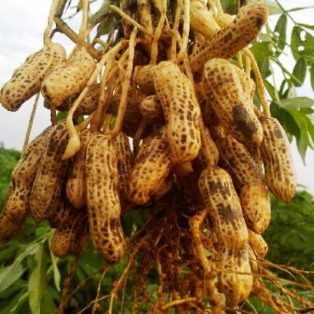 Peluang Usaha Budidaya Kacang Tanah Dan Analisa Usahanya