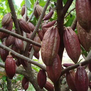 Peluang Usaha Budidaya Kakao Dan Analisa Usahanya