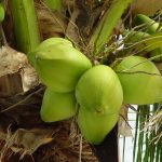 Peluang Usaha Budidaya Kelapa Dan Analisa Usahanya