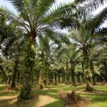Peluang Usaha Budidaya Kelapa Sawit Dan Analisa Usahanya