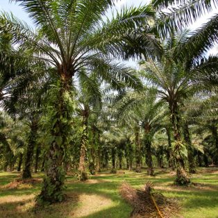 Peluang Usaha Budidaya Kelapa Sawit Dan Analisa Usahanya