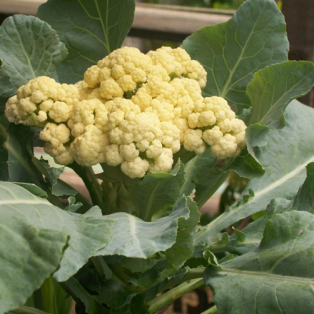 Peluang Usaha Budidaya Kembang Kol Dan Analisa Usahanya