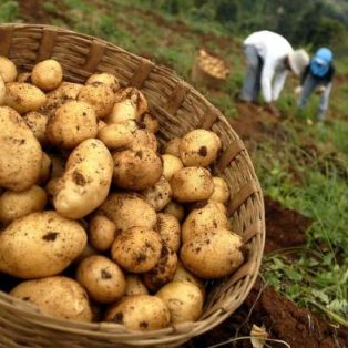 Peluang Usaha Budidaya Kentang Dan Analisa Usahanya