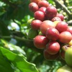 Peluang Usaha Budidaya Kopi Dan Analisa Usahanya