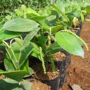 Peluang Usaha Budidaya Lada Perdu Dan Analisa Usahanya