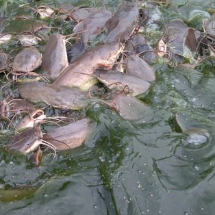 Peluang Usaha Budidaya Lele Sangkuriang Dan Analisa Usahanya