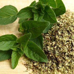 Peluang Usaha Budidaya Oregano Dan Analisa Usahanya