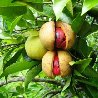 Peluang Usaha Budidaya Pala Dan Analisa Usahanya