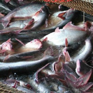 Peluang Usaha Budidaya Patin Dan Analisa Usahanya