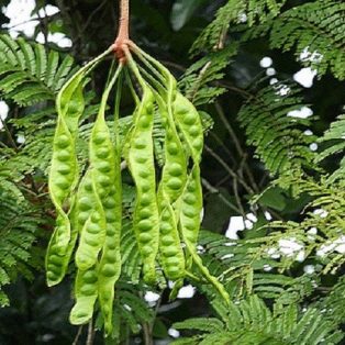 Peluang Usaha Budidaya Petai Dan Analisa Usahanya