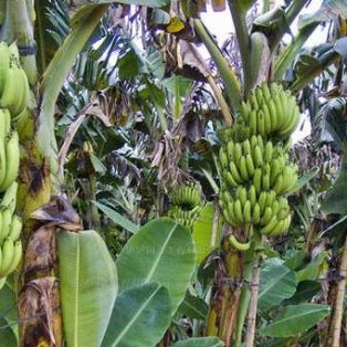 Peluang Usaha Budidaya Pisang Ambon Dan Analisa Usahanya