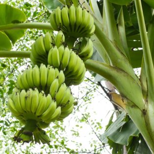 Peluang Usaha Budidaya Pisang Dan Analisa Usahanya