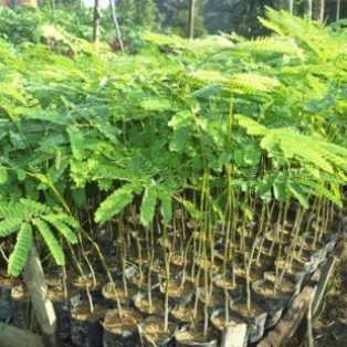 Peluang Usaha Budidaya Pohon Sengon Dan Analisa Usahanya