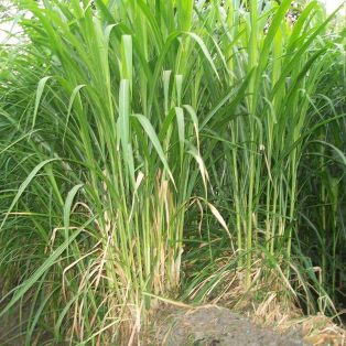 Peluang Usaha Budidaya Rumput Gajah Dan Analisa Usahanya