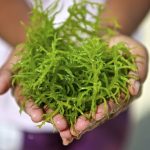 Peluang Usaha Budidaya Rumput Laut Dan Analisa Usahanya