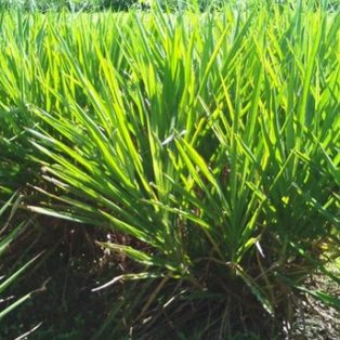 Peluang Usaha Budidaya Rumput Odot Dan Analisa Usahanya