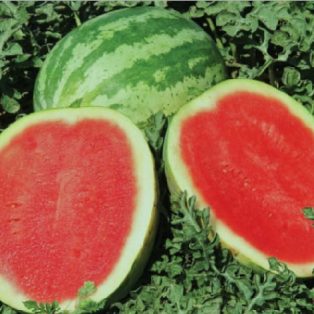 Peluang Usaha Budidaya Semangka Non Biji Dan Analisa Usahanya