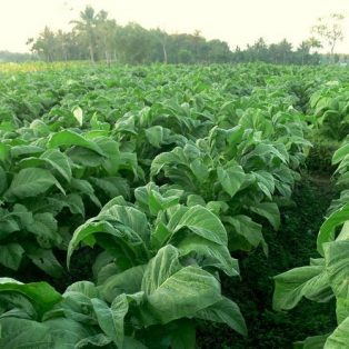 Peluang Usaha Budidaya Tembakau Dan Analisa Usahanya