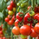 Peluang Usaha Budidaya Tomat Dan Analisa Usahanya