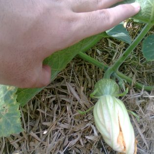 Peluang Usaha Budidaya Waluh Dan Analisa Usahanya