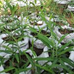 Peluang Usaha Tanam Jahe Gajah Dan Analisa Usahanya