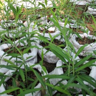 Peluang Usaha Tanam Jahe Gajah Dan Analisa Usahanya