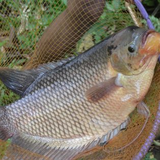 Peluang Usaha Ternak Ikan Gurami Dan Analisa Usahanya