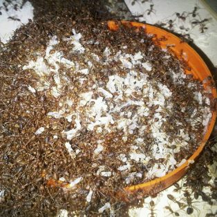 Peluang Usaha Ternak Semut Rangrang Dan Analisa Usahanya