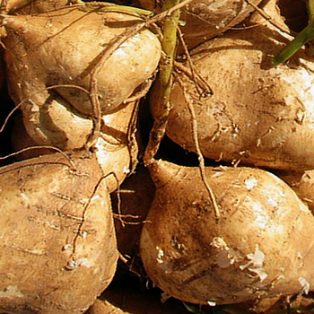 Peluang Usaha Budidaya Bengkoang dan Analisa Usahanya